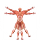 Dr. Muscle